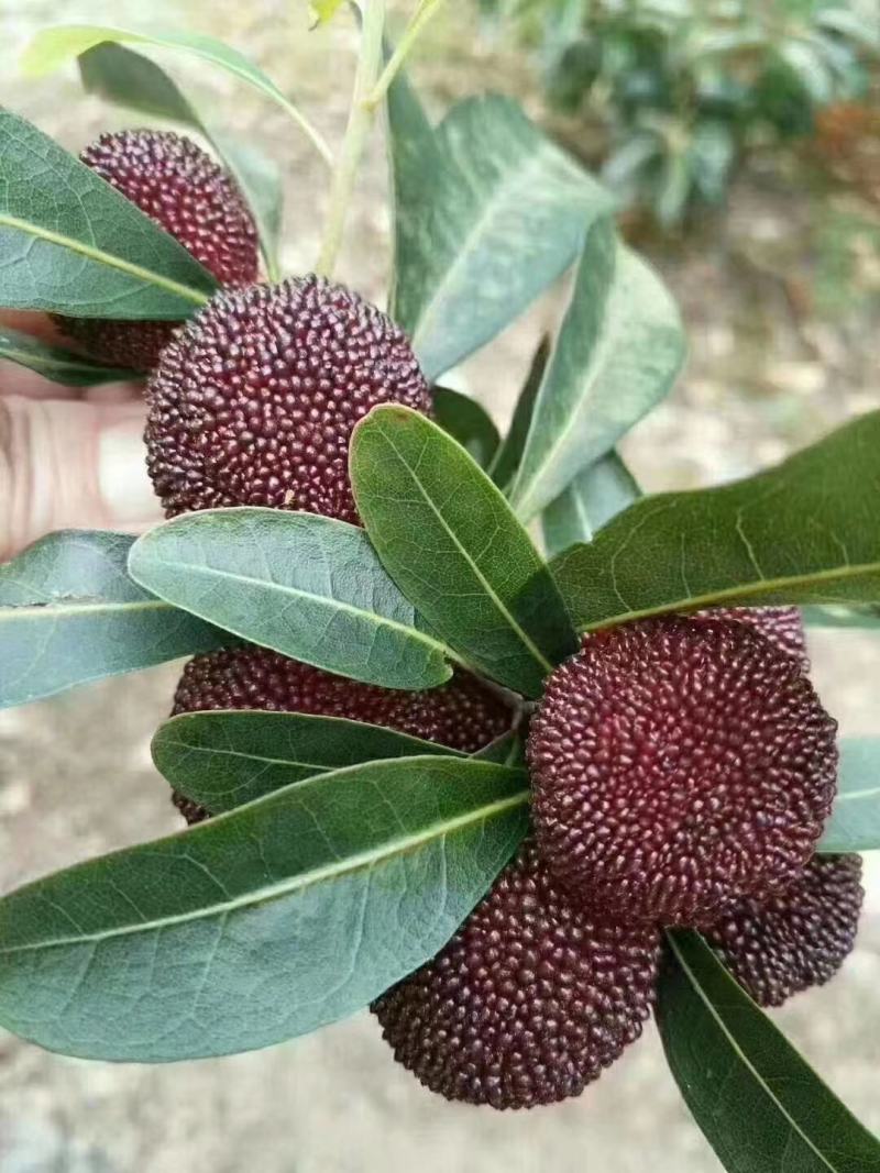 乌梅东魁