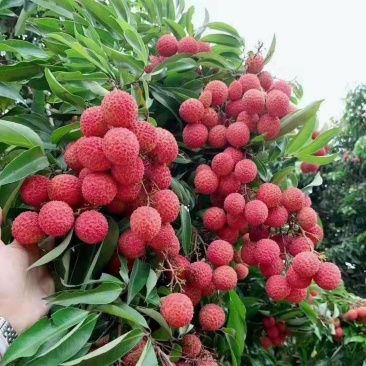 广东廉江精品荔枝妃子笑产地直销品质保证协助找车