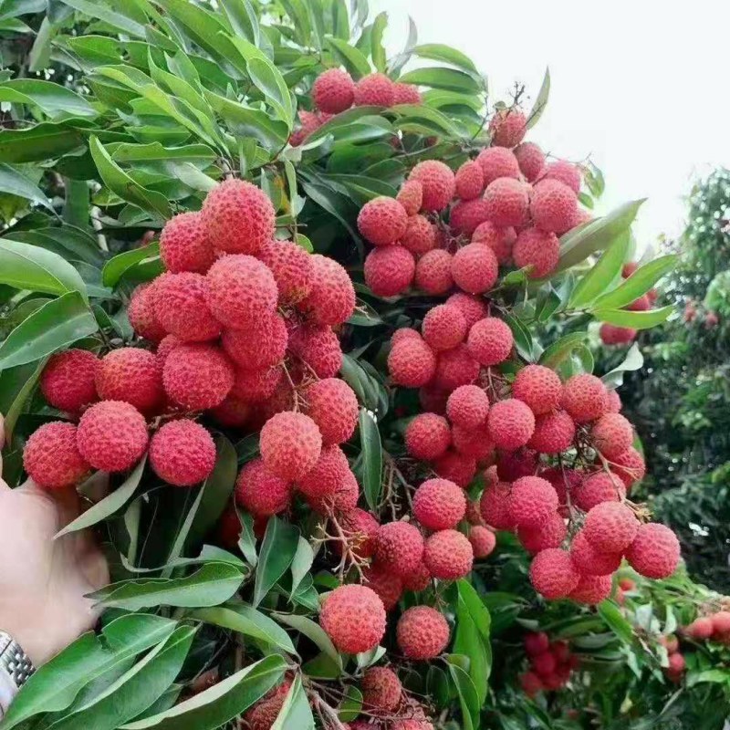广东廉江精品荔枝妃子笑产地直销品质保证协助找车