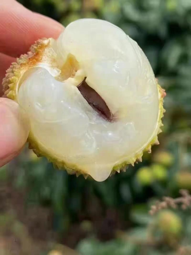 广东廉江精品荔枝妃子笑产地直销品质保证协助找车