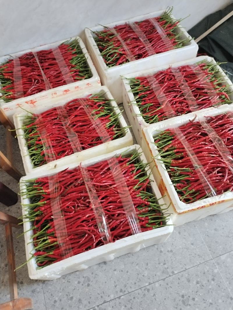 鸡肠子辣椒浏阳特有精品鸡肠子红线椒口感清香可口皮薄