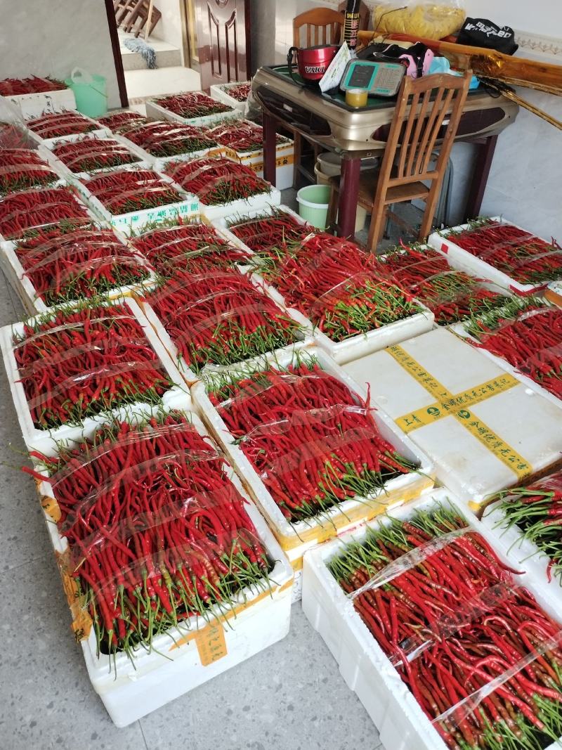 鸡肠子辣椒浏阳特有精品鸡肠子红线椒口感清香可口皮薄