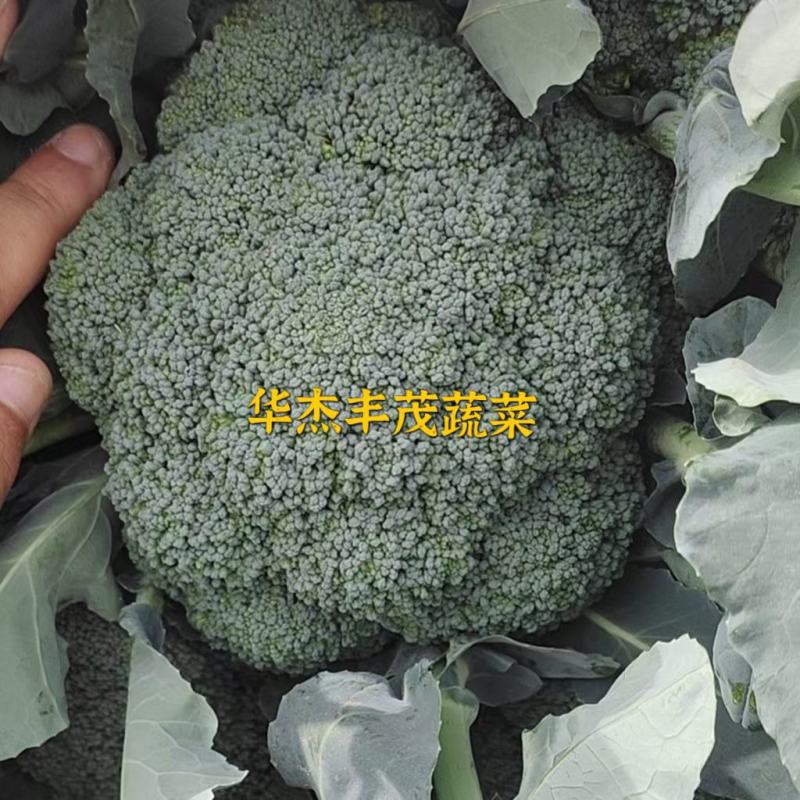 山西西兰花美芹70，产地直发量大从优现摘可加冰