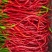 鸡肠子辣椒浏阳特有精品鸡肠子红线椒口感清香可口皮薄