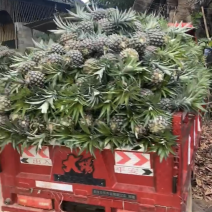 菠萝🍍