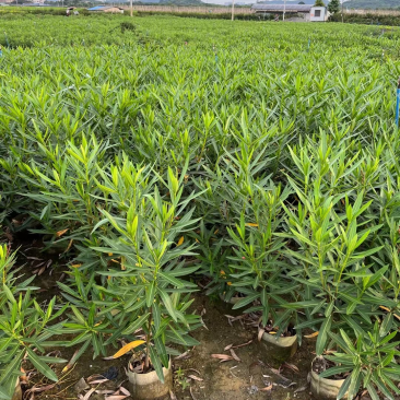 夹竹桃粉花夹竹桃红花夹竹桃基地大量现货供应，欢迎咨询