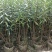 夹竹桃粉花夹竹桃红花夹竹桃基地大量现货供应，欢迎咨询