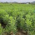 夹竹桃粉花夹竹桃红花夹竹桃基地大量现货供应，欢迎咨询