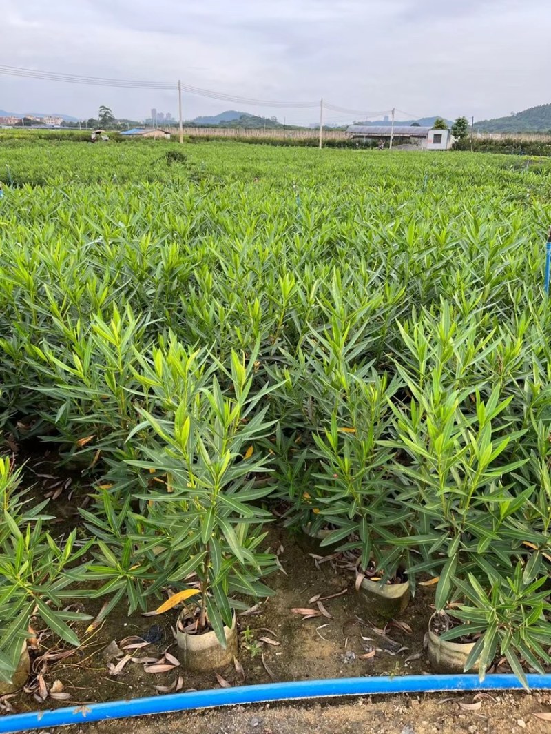夹竹桃粉花夹竹桃红花夹竹桃基地大量现货供应，欢迎咨询