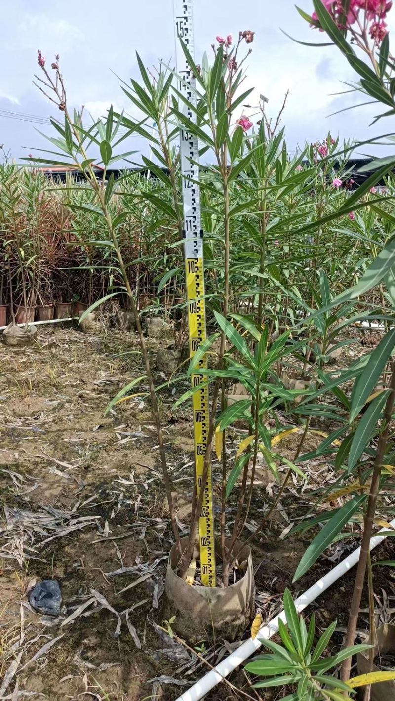 夹竹桃粉花夹竹桃红花夹竹桃基地大量现货供应，欢迎咨询