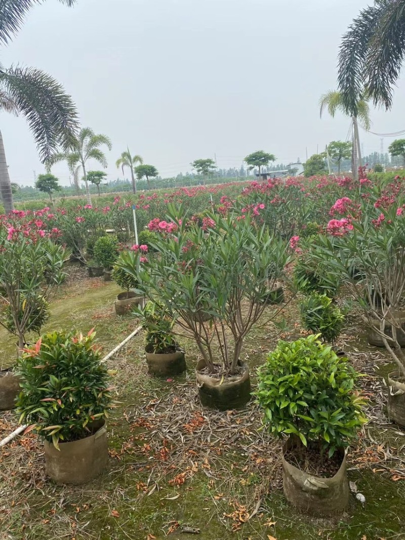 夹竹桃粉花夹竹桃红花夹竹桃基地大量现货供应，欢迎咨询