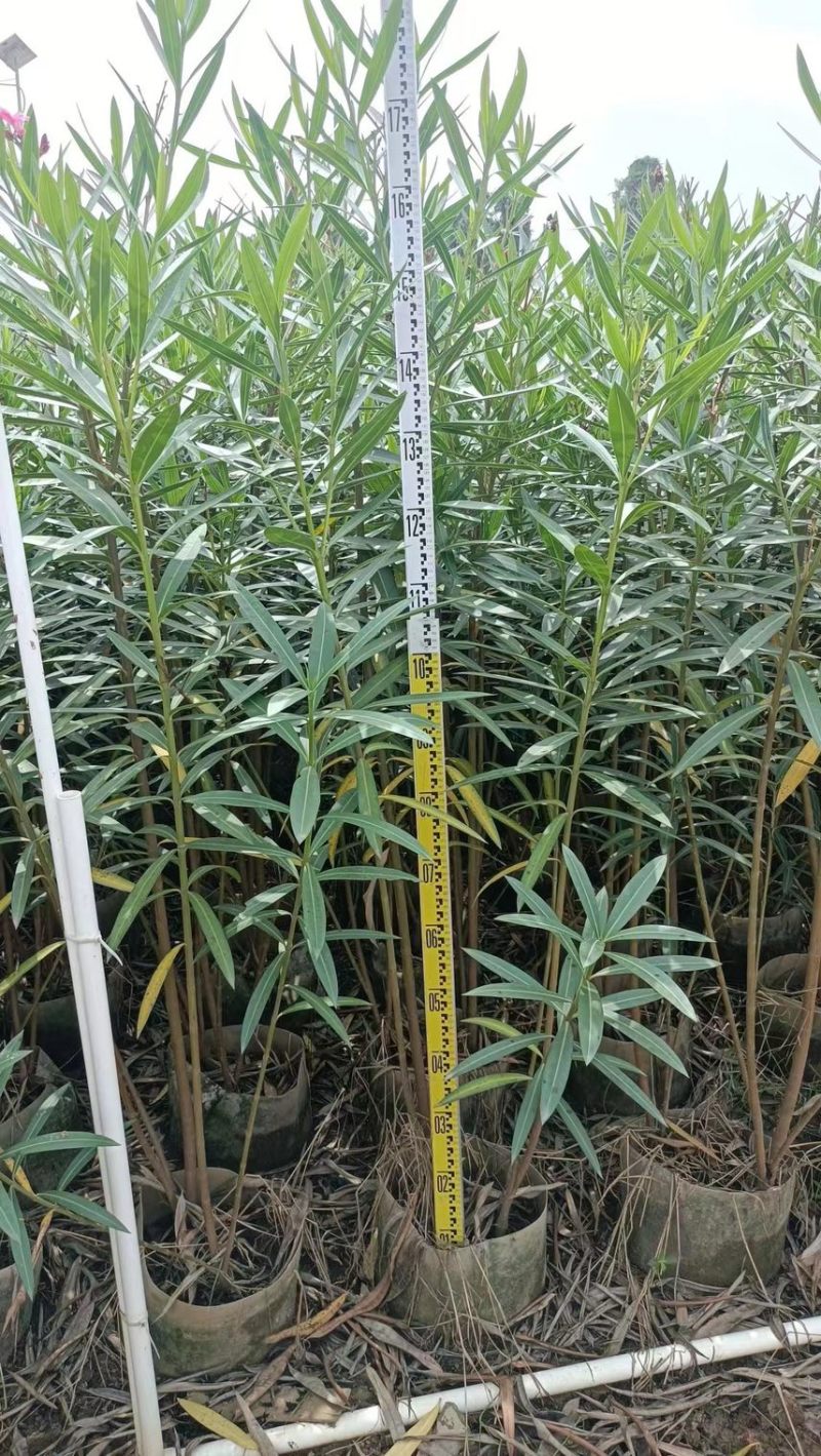 夹竹桃粉花夹竹桃红花夹竹桃基地大量现货供应，欢迎咨询