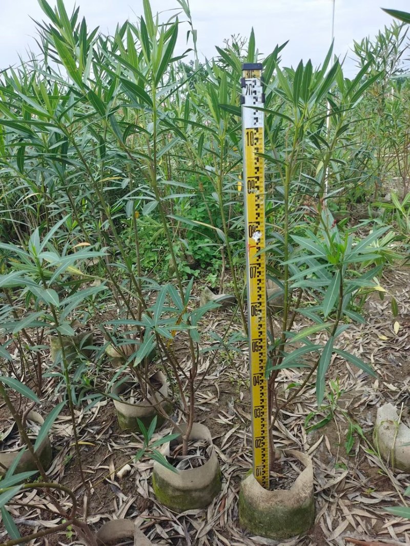夹竹桃粉花夹竹桃红花夹竹桃基地大量现货供应，欢迎咨询