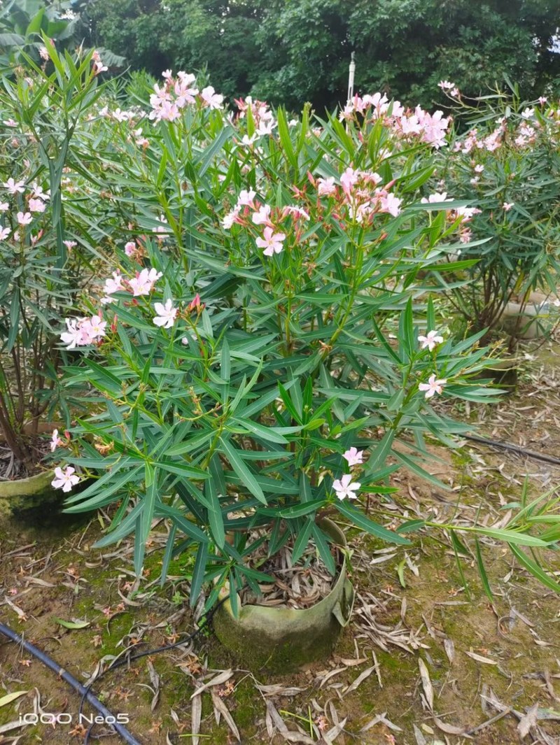 夹竹桃粉花夹竹桃红花夹竹桃基地大量现货供应，欢迎咨询