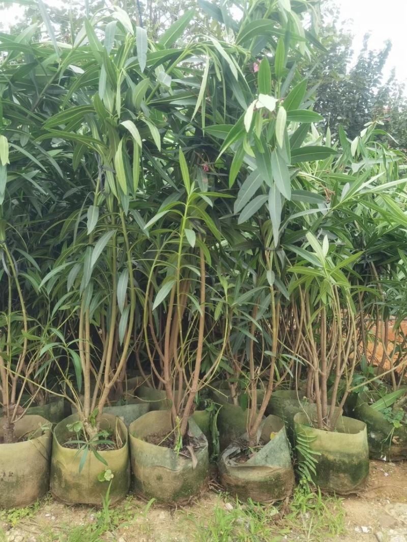 夹竹桃粉花夹竹桃红花夹竹桃基地大量现货供应，欢迎咨询