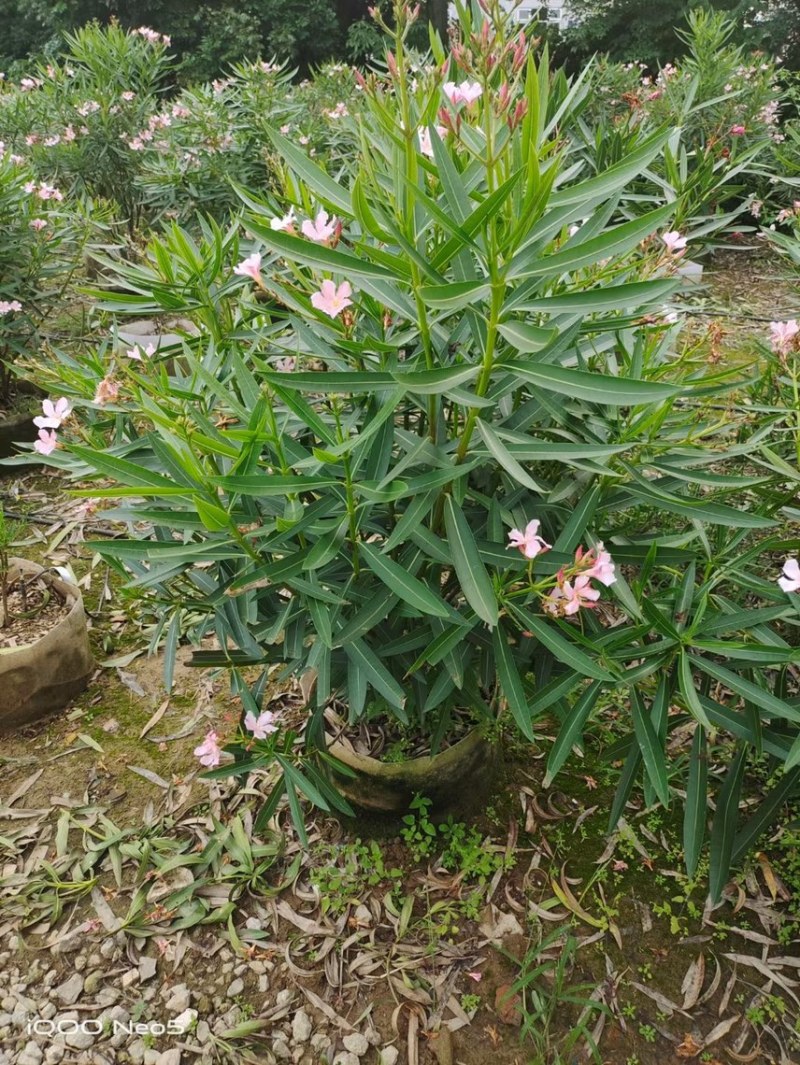 夹竹桃粉花夹竹桃红花夹竹桃基地大量现货供应，欢迎咨询