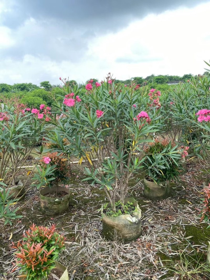 夹竹桃粉花夹竹桃红花夹竹桃基地大量现货供应，欢迎咨询