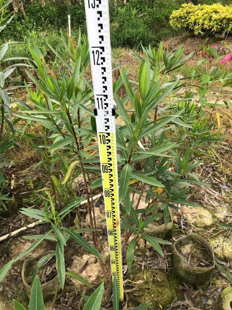 夹竹桃粉花夹竹桃红花夹竹桃基地大量现货供应，欢迎咨询