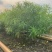 黄花夹竹桃各种规格基地大量现货供应，欢迎各位客户咨询