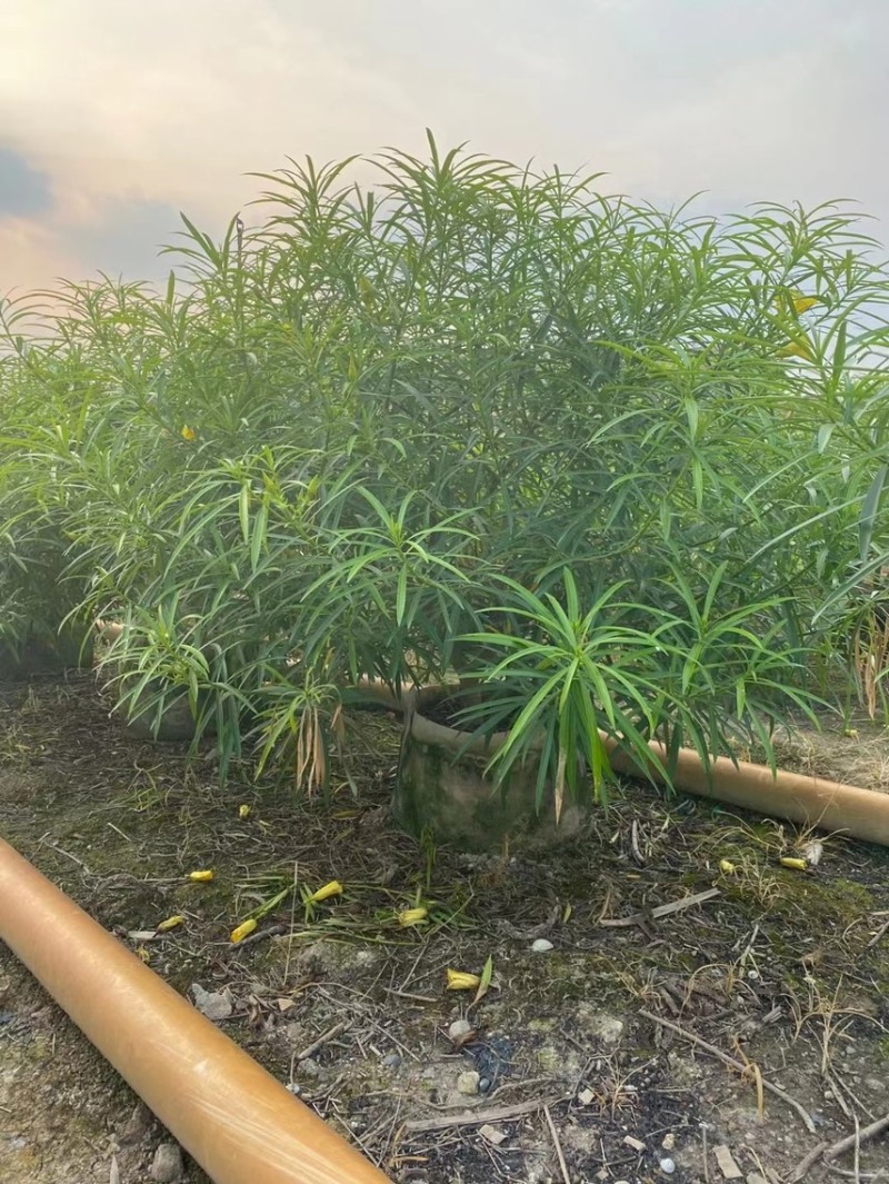 黄花夹竹桃各种规格基地大量现货供应，欢迎各位客户咨询