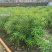 黄花夹竹桃各种规格基地大量现货供应，欢迎各位客户咨询