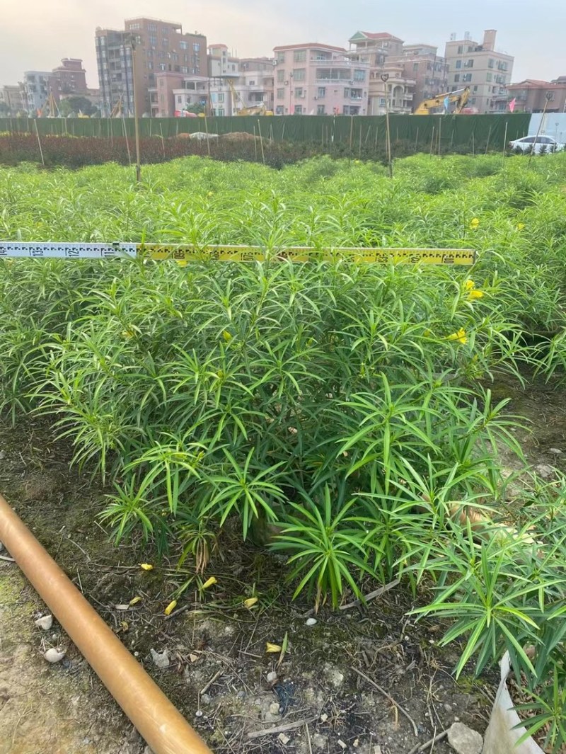 黄花夹竹桃各种规格基地大量现货供应，欢迎各位客户咨询