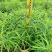 黄花夹竹桃各种规格基地大量现货供应，欢迎各位客户咨询