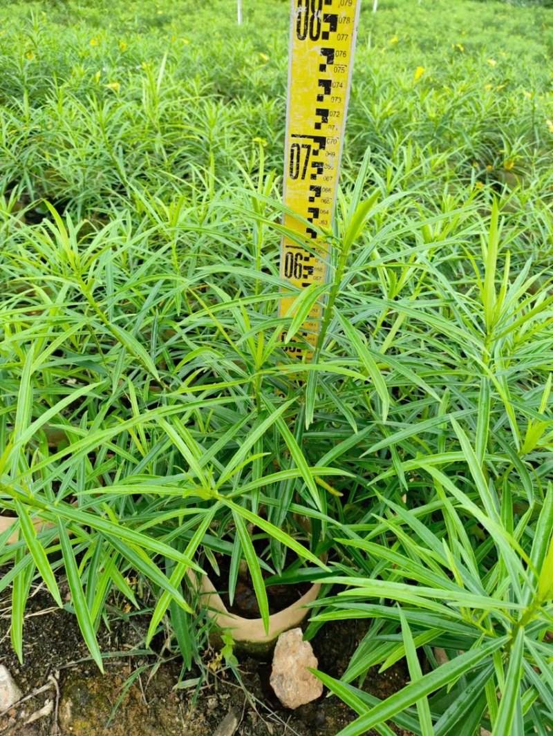 黄花夹竹桃各种规格基地大量现货供应，欢迎各位客户咨询