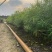 黄花夹竹桃各种规格基地大量现货供应，欢迎各位客户咨询