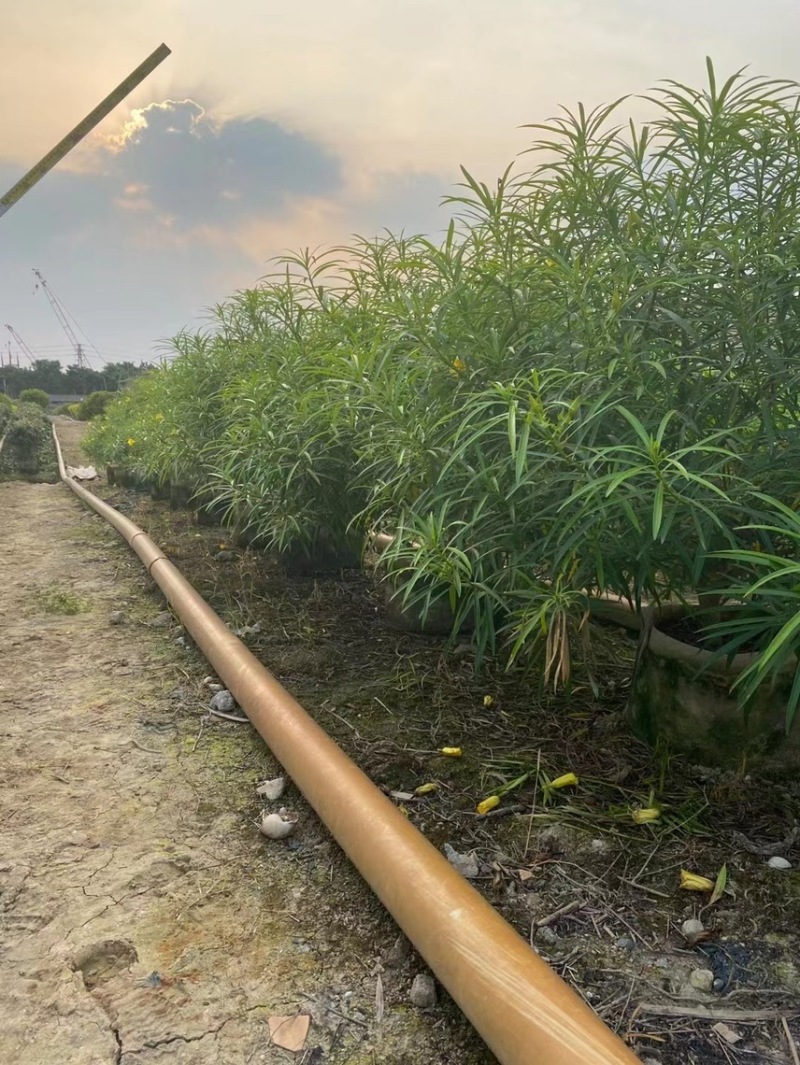 黄花夹竹桃各种规格基地大量现货供应，欢迎各位客户咨询