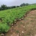 黄花夹竹桃各种规格基地大量现货供应，欢迎各位客户咨询
