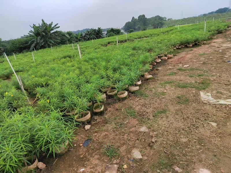 黄花夹竹桃各种规格基地大量现货供应，欢迎各位客户咨询