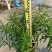 黄花夹竹桃各种规格基地大量现货供应，欢迎各位客户咨询