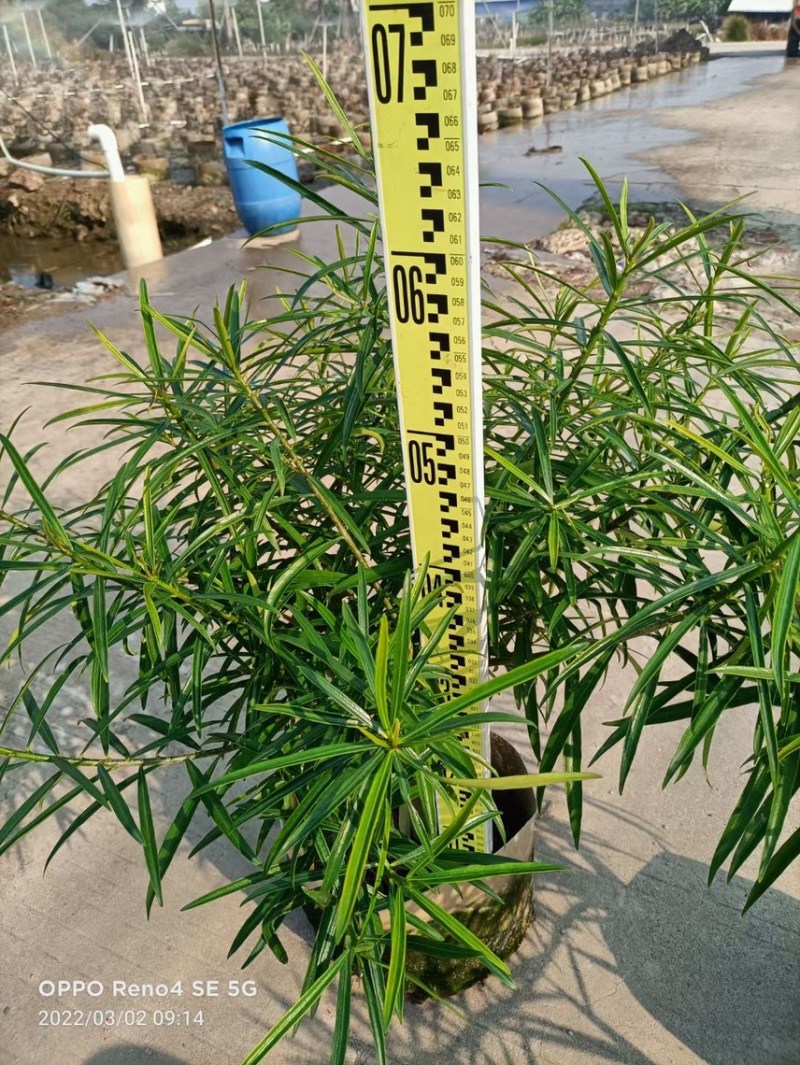 黄花夹竹桃各种规格基地大量现货供应，欢迎各位客户咨询