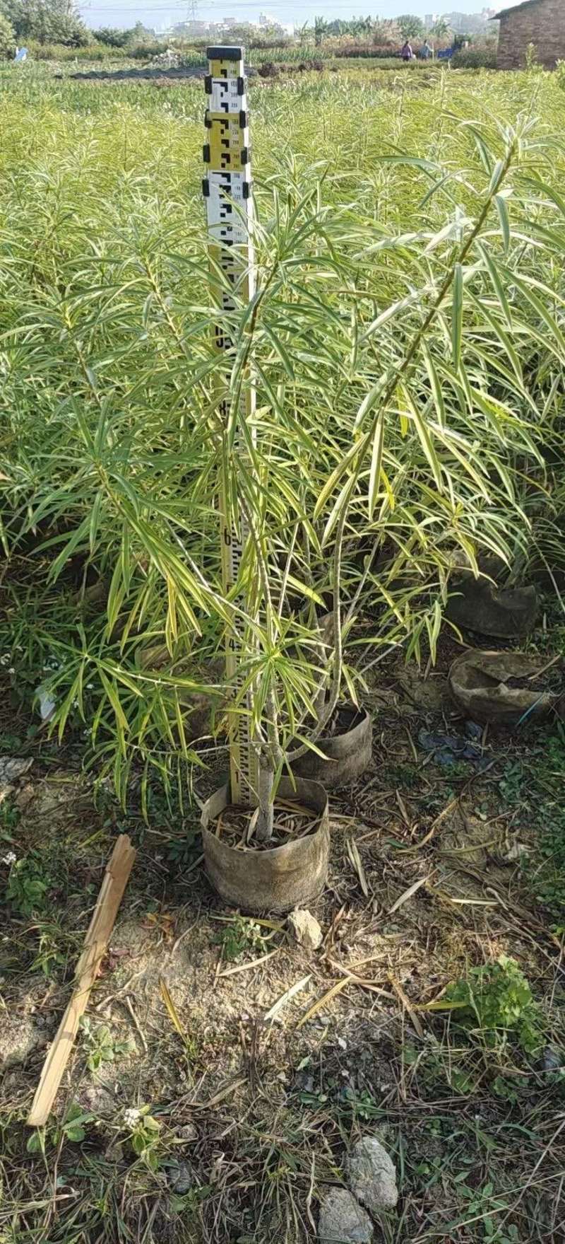 黄花夹竹桃各种规格基地大量现货供应，欢迎各位客户咨询