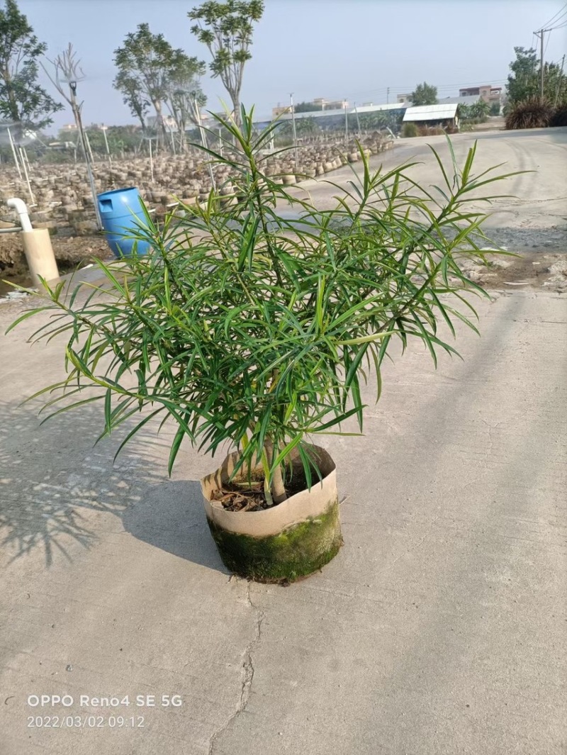 黄花夹竹桃各种规格基地大量现货供应，欢迎各位客户咨询