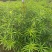 黄花夹竹桃各种规格基地大量现货供应，欢迎各位客户咨询