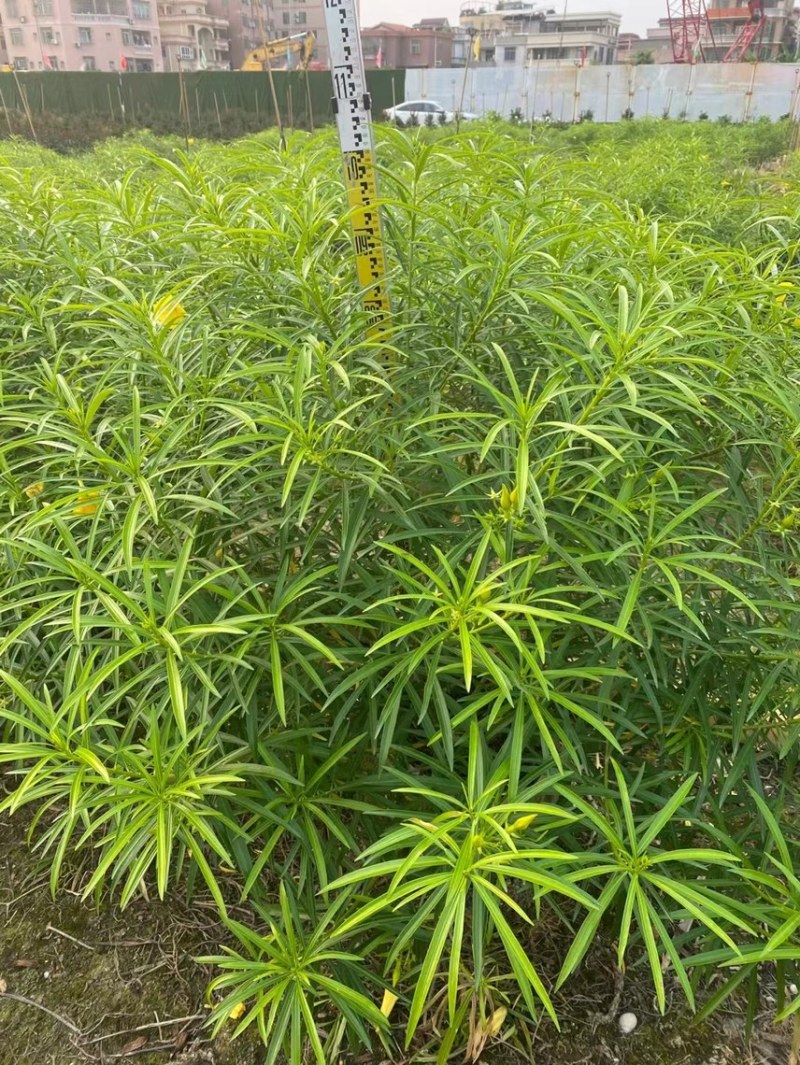 黄花夹竹桃各种规格基地大量现货供应，欢迎各位客户咨询