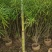 黄花夹竹桃各种规格基地大量现货供应，欢迎各位客户咨询