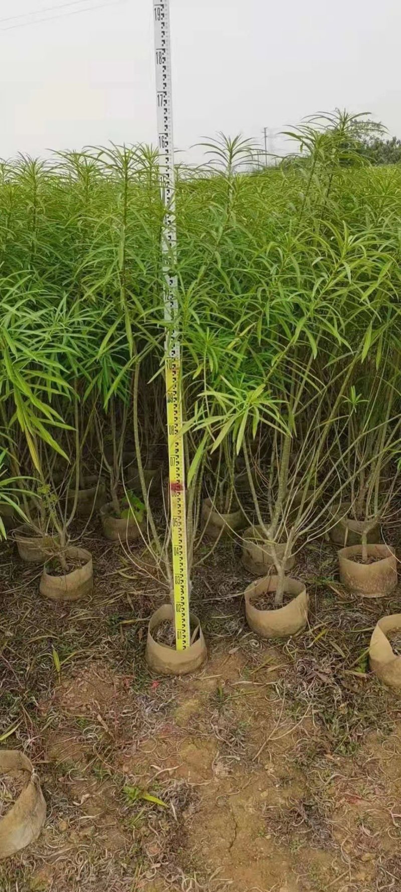 黄花夹竹桃各种规格基地大量现货供应，欢迎各位客户咨询