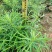 黄花夹竹桃各种规格基地大量现货供应，欢迎各位客户咨询