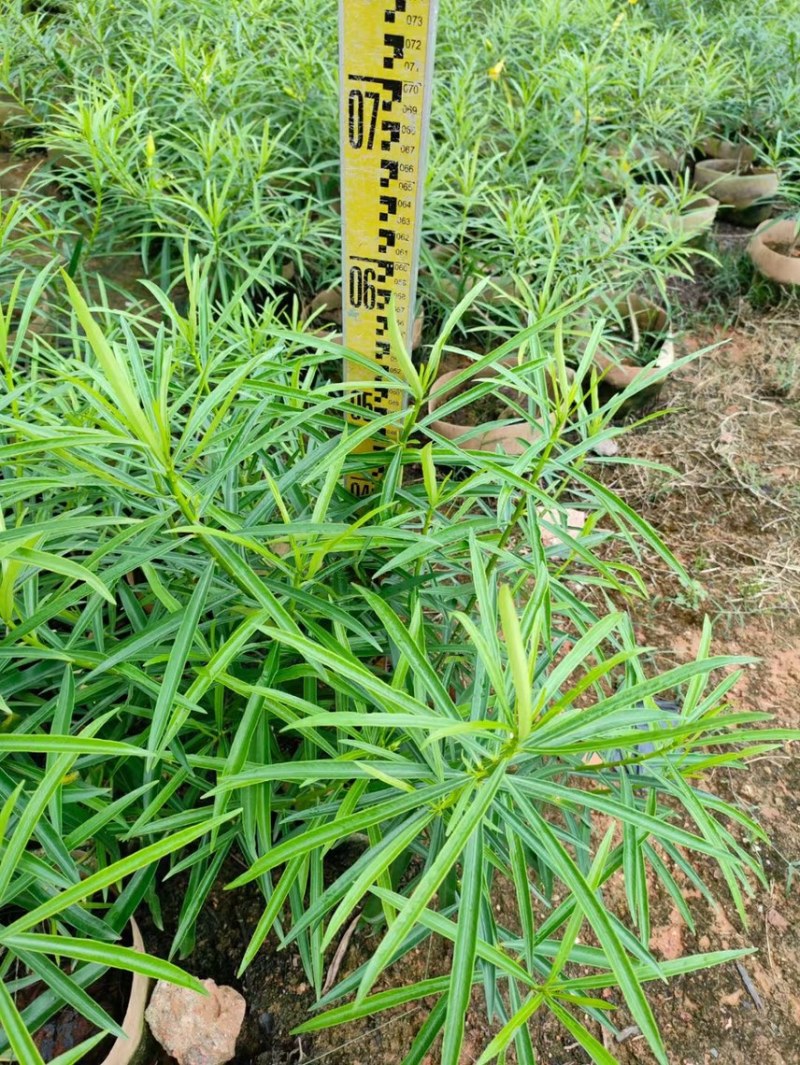 黄花夹竹桃各种规格基地大量现货供应，欢迎各位客户咨询