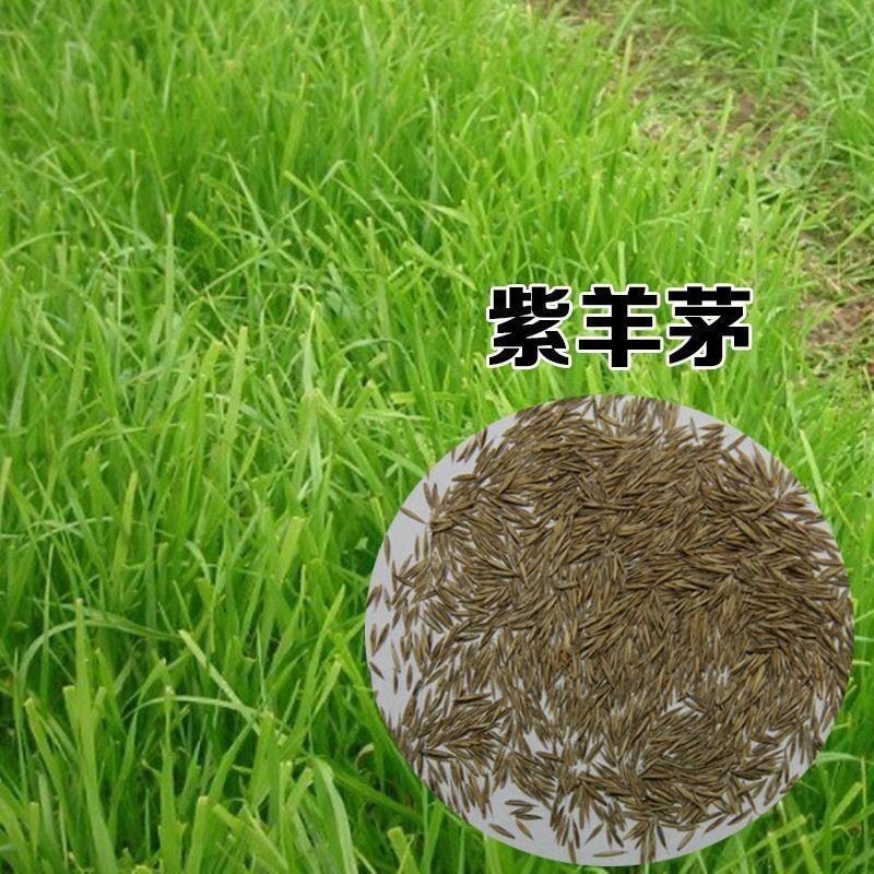 紫羊茅种子工程绿化草坪种子护坡固土草籽庭院矮生高羊茅草种