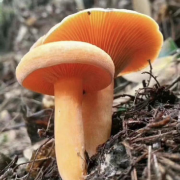 野生菌