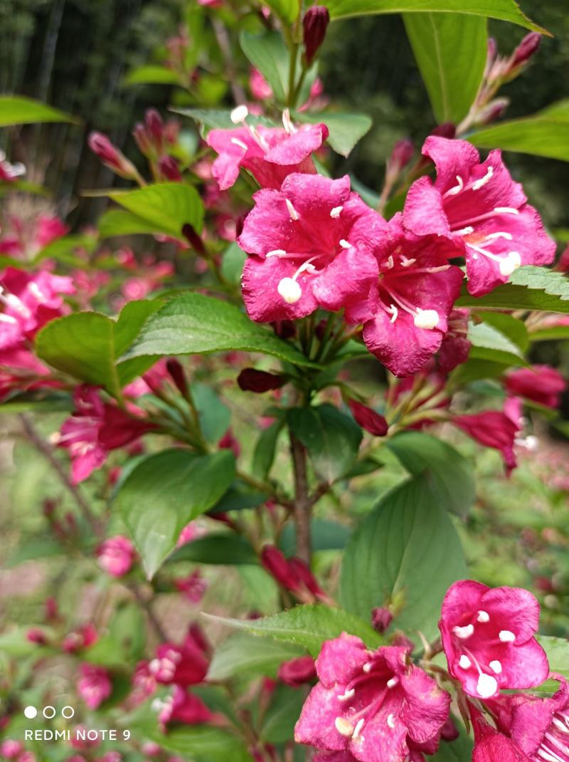 红王子锦带苗:红花绵带可大量用于绿化栽培，花美抗性强