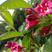 红王子锦带苗:红花绵带可大量用于绿化栽培，花美抗性强