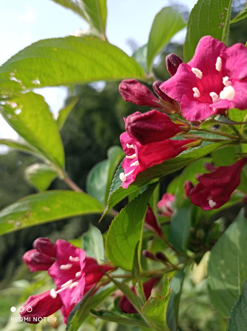 红王子锦带苗:红花绵带可大量用于绿化栽培，花美抗性强