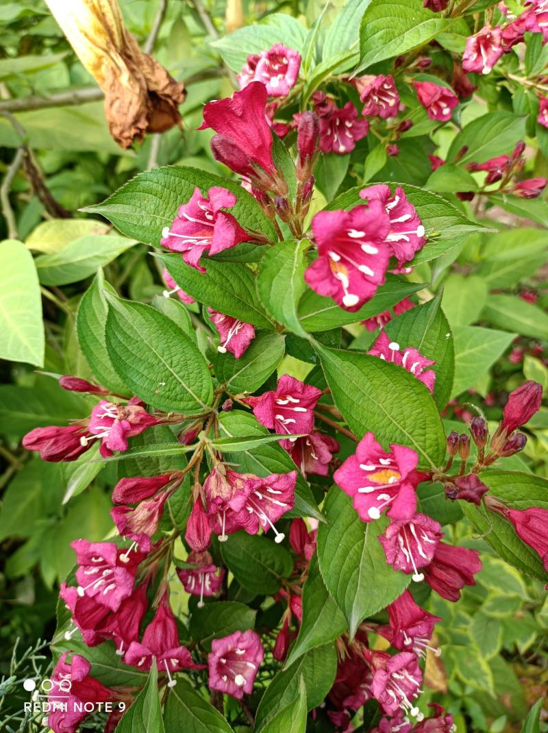 红王子锦带苗:红花绵带可大量用于绿化栽培，花美抗性强