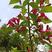 红王子锦带苗:红花绵带可大量用于绿化栽培，花美抗性强