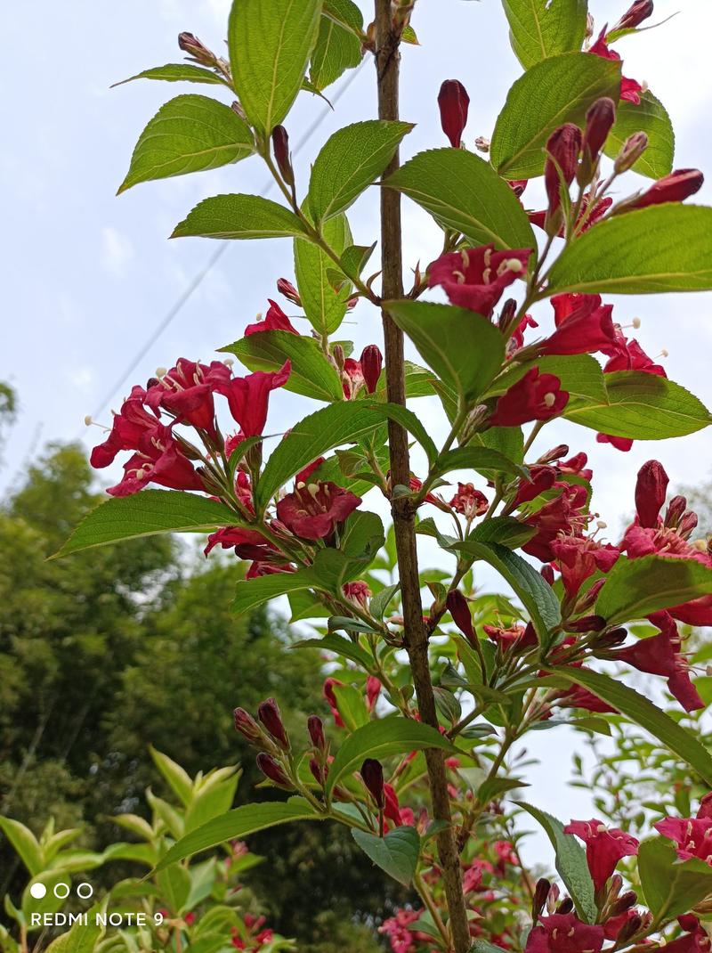 红王子锦带苗:红花绵带可大量用于绿化栽培，花美抗性强